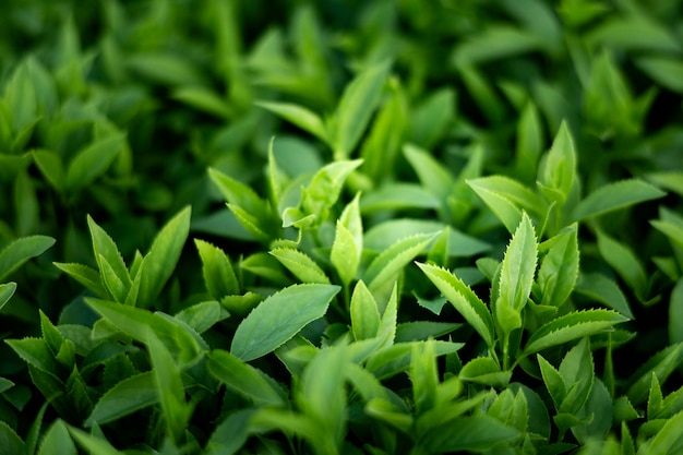 Free photo close up on green leaves in nature