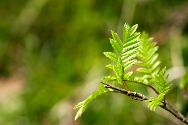 Free photo close up on green leaves in nature