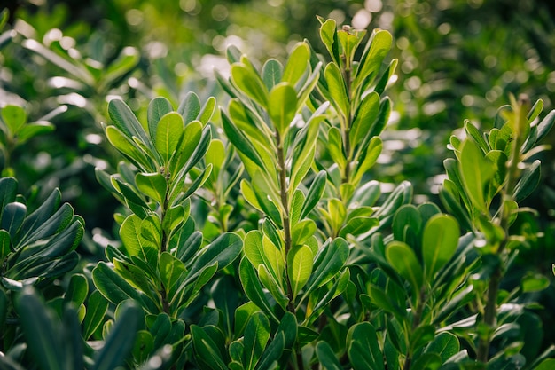 Free photo close-up of green leaves in the spring