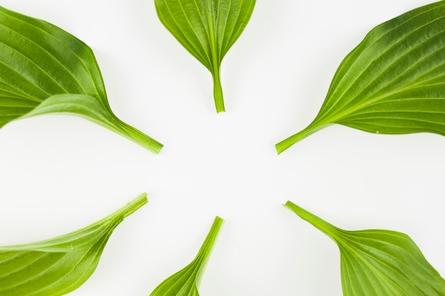 Close-up of green leaves stem on white background