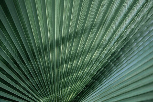 Close up green leaves textures, straight lines. Green palm leaf background, full frame shot.