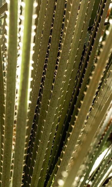 Close-up of green leaves with spikes