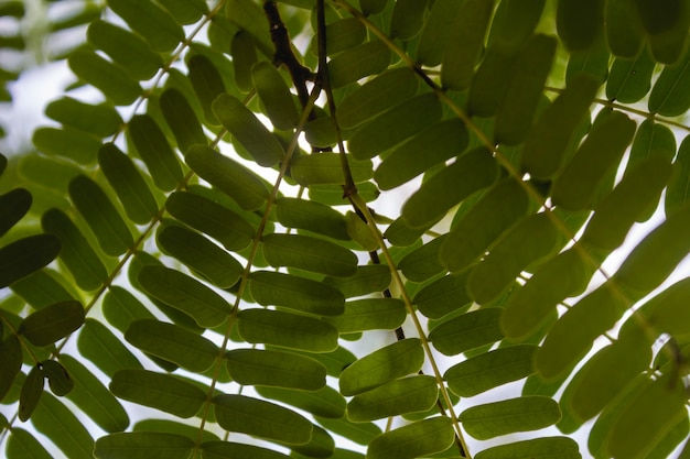 Free Photo close up green leaves