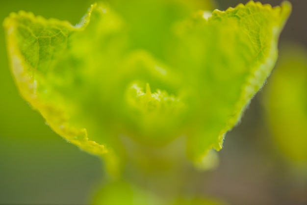 Close-up of green leaves