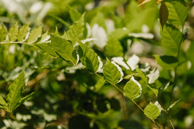 Close-up of green leaves