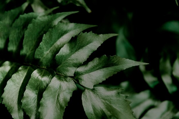 Close-up of green leaves