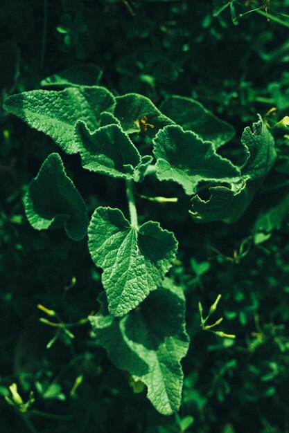 Close-up of green leaves