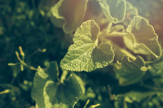 Free photo close-up of green leaves