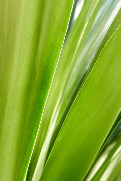 Close-up of green leaves