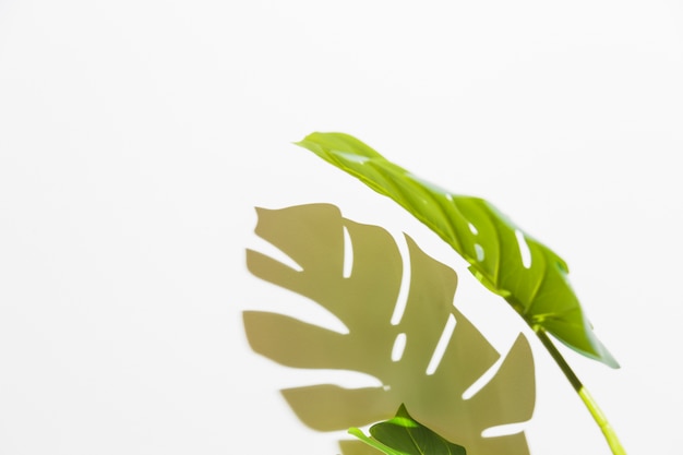 Close-up of green monstera leaf with shadow on white backdrop