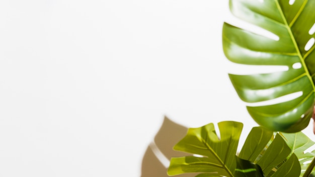 Close-up of green monstera leaves on white background