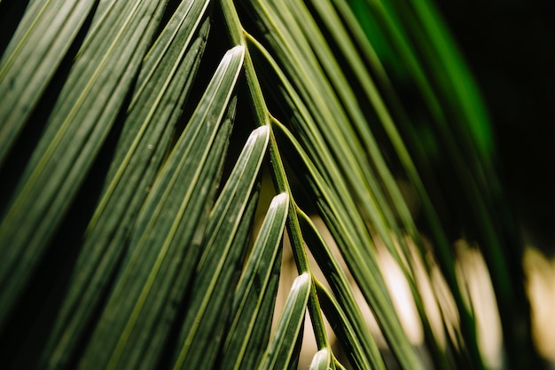 Free Photo close-up of green palm leaf