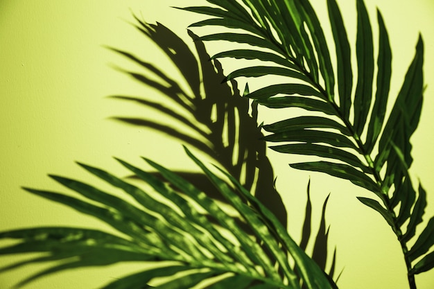 Free Photo close-up of green palm leaves on mint green backdrop