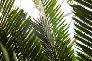 Free photo close-up of green palm leaves