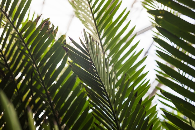 Free Photo close-up of green palm leaves