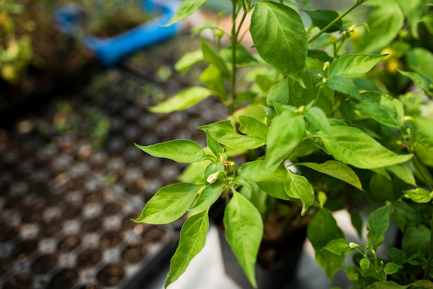 Free photo close-up of green plant in greenhouse