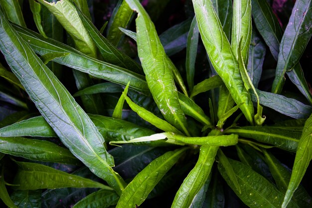 Close up of green plants