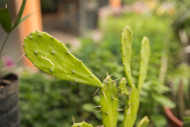 Close-up of a green prickly pear cactus