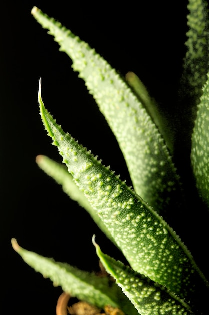 Free photo close-up of green succuletn plant leaves