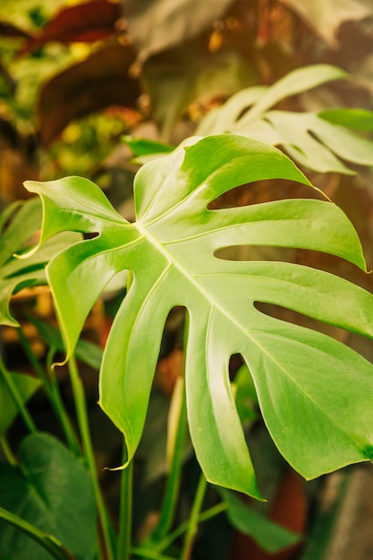 Free Photo close-up of green swiss cheese plant