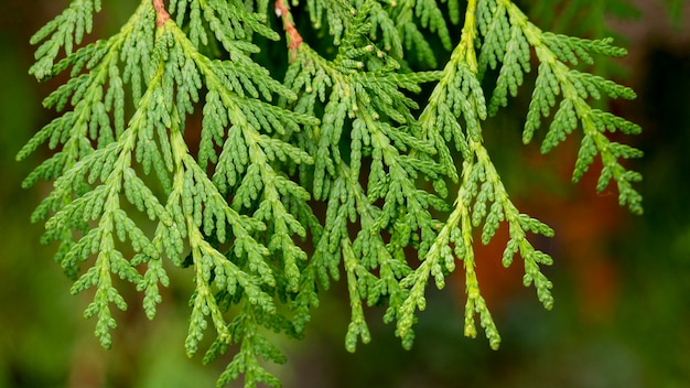 Close-up green tree branches