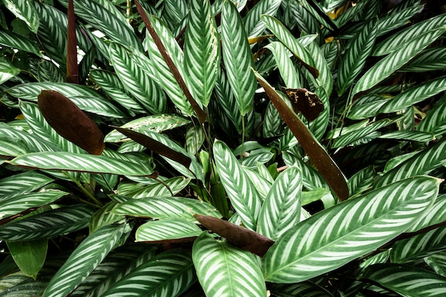 Free Photo close up of green tropical leaves