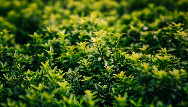 Close-up of growing fresh green plants