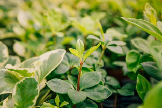 Close-up of growing plants with fresh leaves