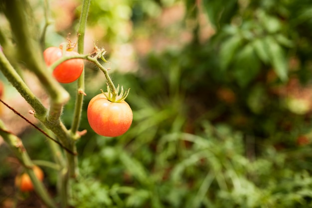 Free photo close-up of growing red tomato on branch