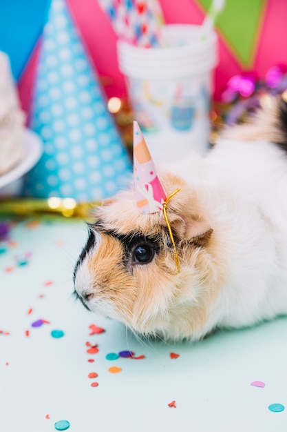 Free photo close-up of a guinea pig wearing tiny party hat sitting on blue backdrop with confetti