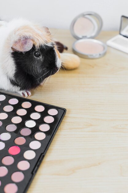 Close-up of guinea with eye shadow palette and blusher on wooden background