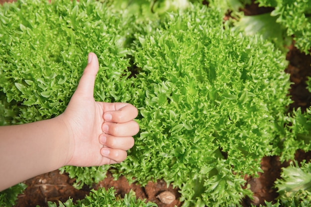 Free photo close up hand farmer in garden during morning time food background