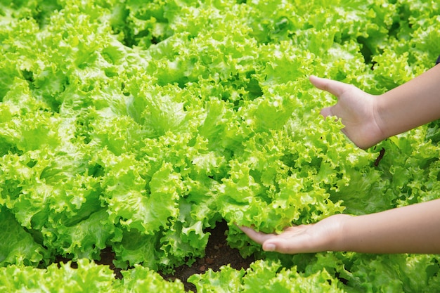 Free photo close up hand farmer in garden during morning time food background