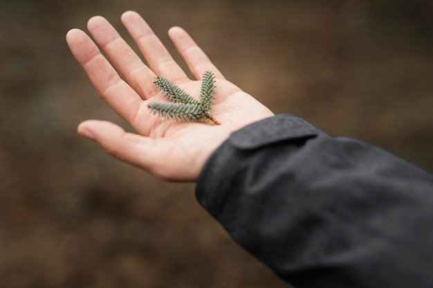 Free Photo close up hand holding branch