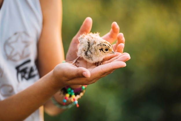 Free Photo close-up of a hand holding common pheasant chicks