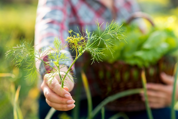 Close-up hand holding dill