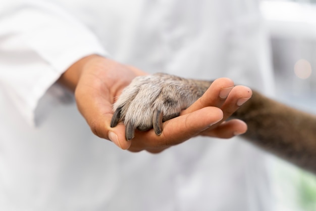 Close up hand holding dog paw