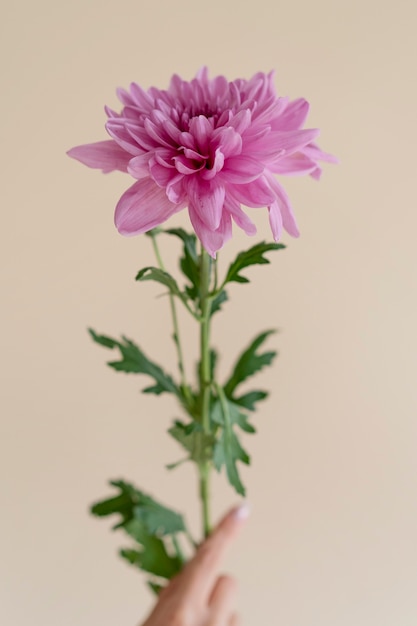 Free photo close up hand holding flower