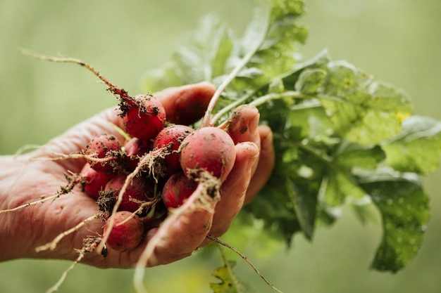 Close-up hand holding fresh radishes