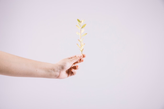 Free photo close-up of hand holding fresh twig against white background