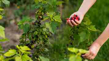 Free photo close-up hand holding fruits