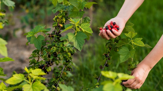 Free Photo close-up hand holding fruits