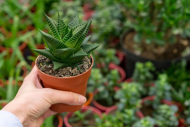 Close-up hand holding house plant in flowerpot