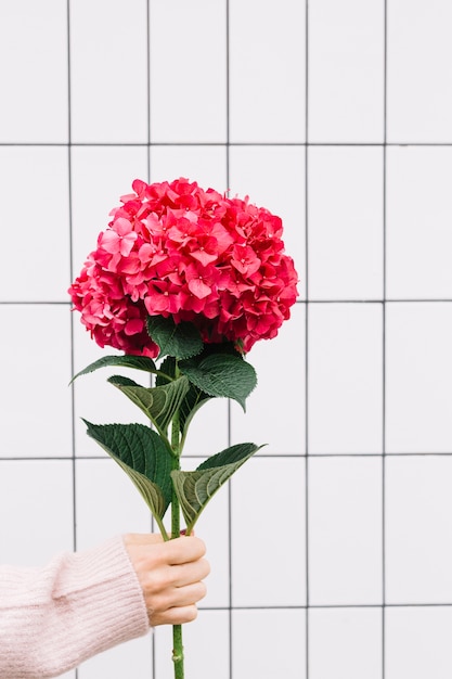 Free photo close-up of hand holding a large beautiful red hydrangea flower