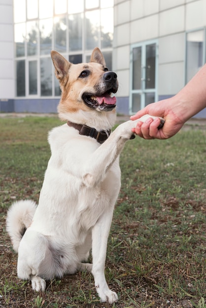 Free Photo close-up hand holding paw