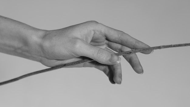 Close up hand holding plant black and white