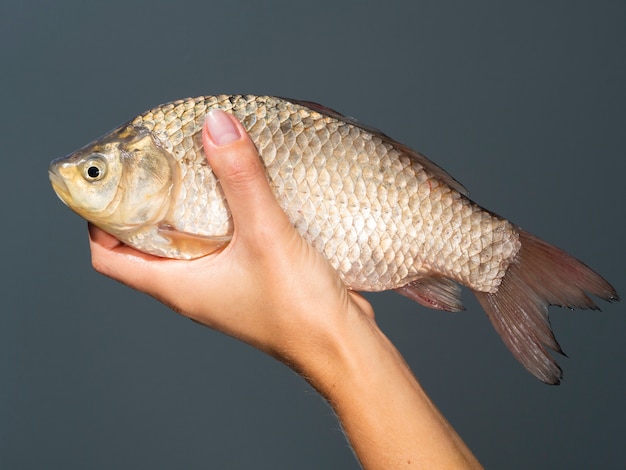 Close-up hand holding raw fish