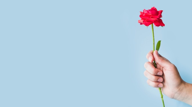 Close-up of hand holding red roses against blue backdrop