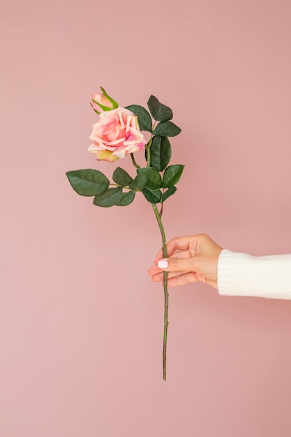 Close up hand holding rose