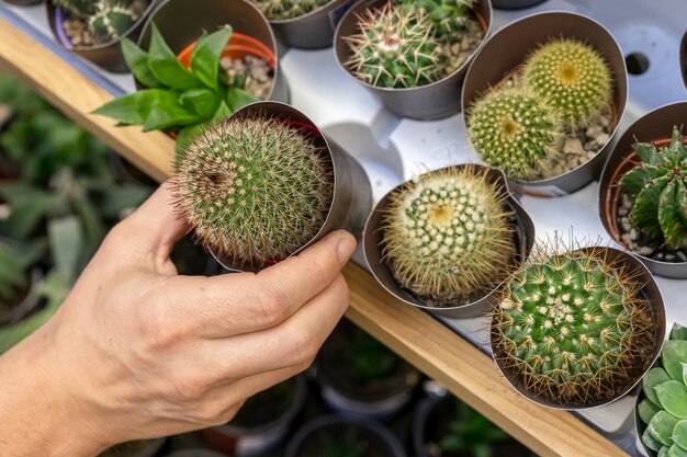 Close-up hand holding small cactus plant